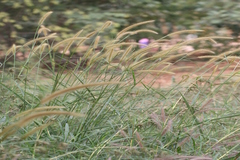 Pennisetum pedicellatum